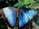 Wanna Know Butterfly Meeting?