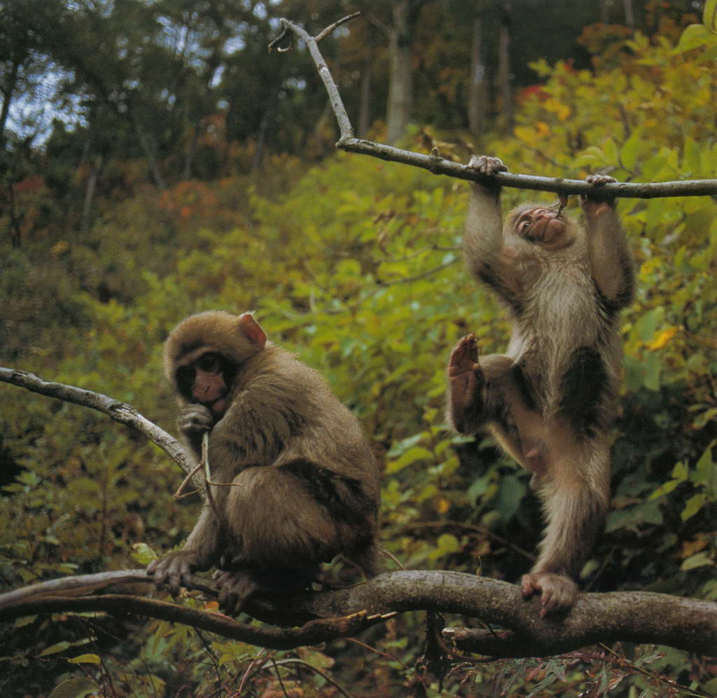 Top Five Appropriate Natural Reserves to Appreciate Monkey in China