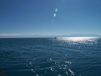 Sunlight throw onto Qinghai Lake, glittering with flashes.