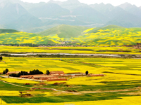 Rape flowers in Menyuan County, Qinghai Province.